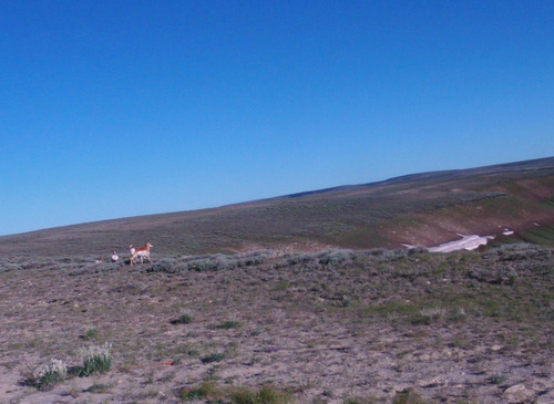 Antelope (3 more behind the profile).